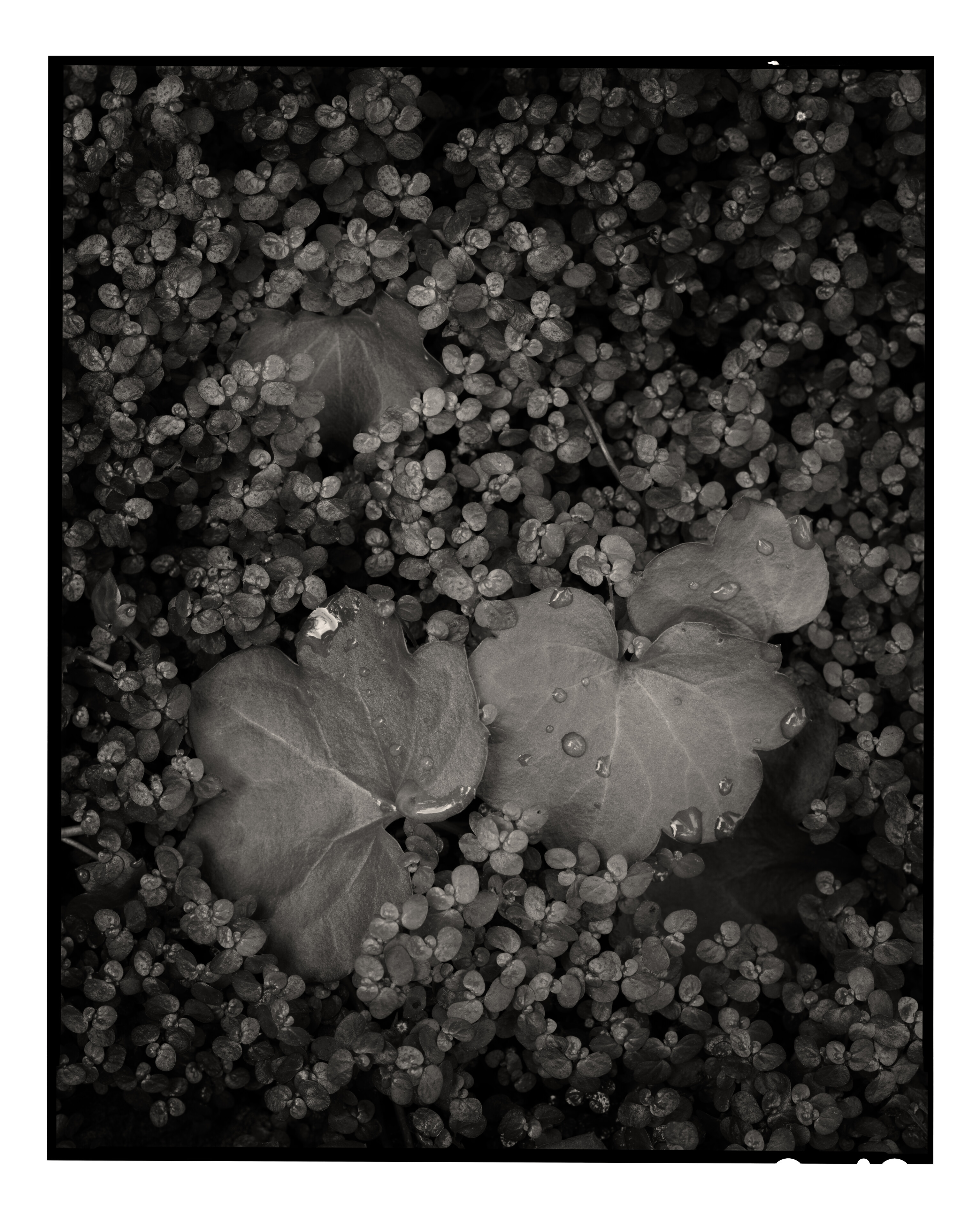 Garden Foliage Study