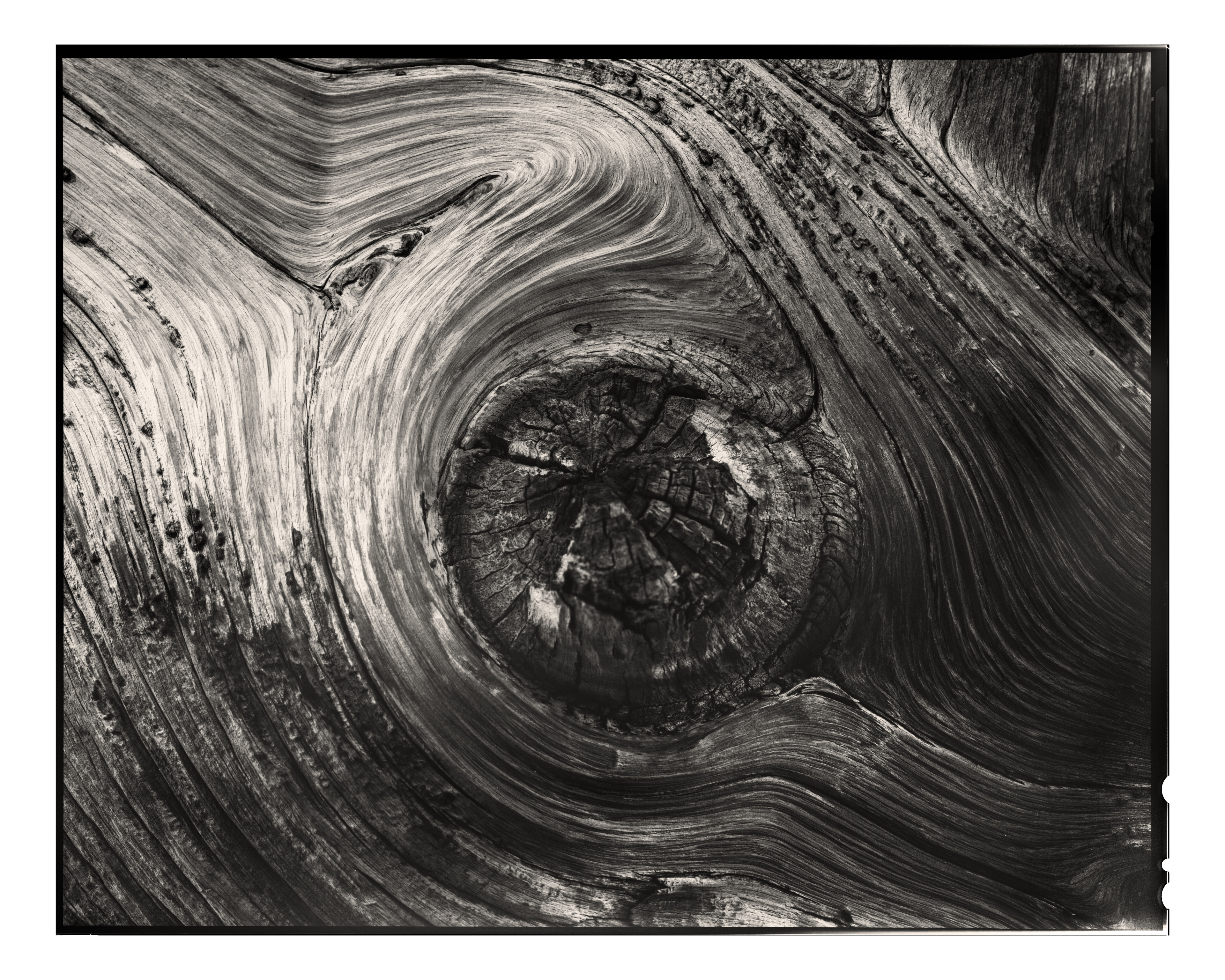 Bristlecone Pine Knot II