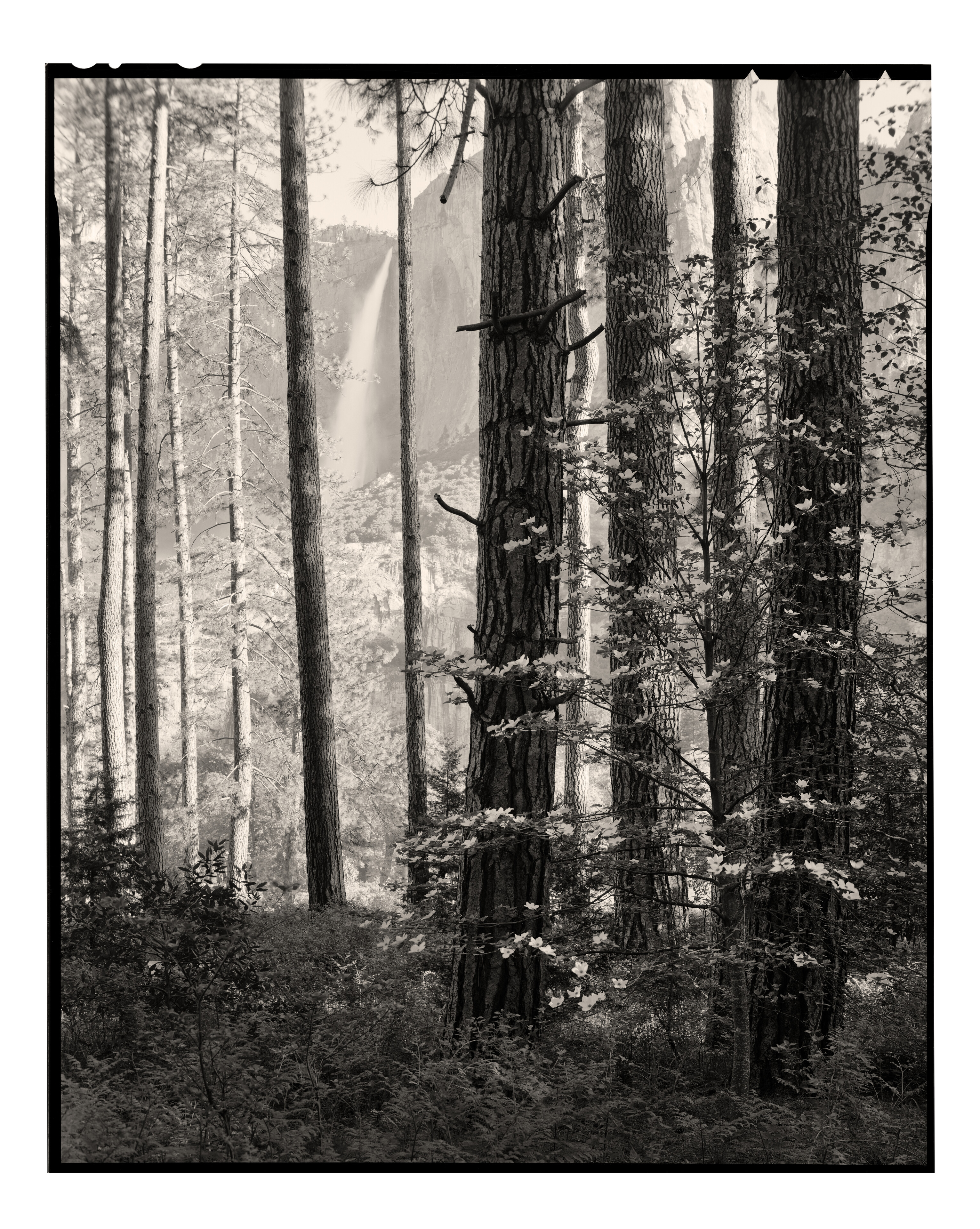 Dogwood and Upper Yosemite Falls
