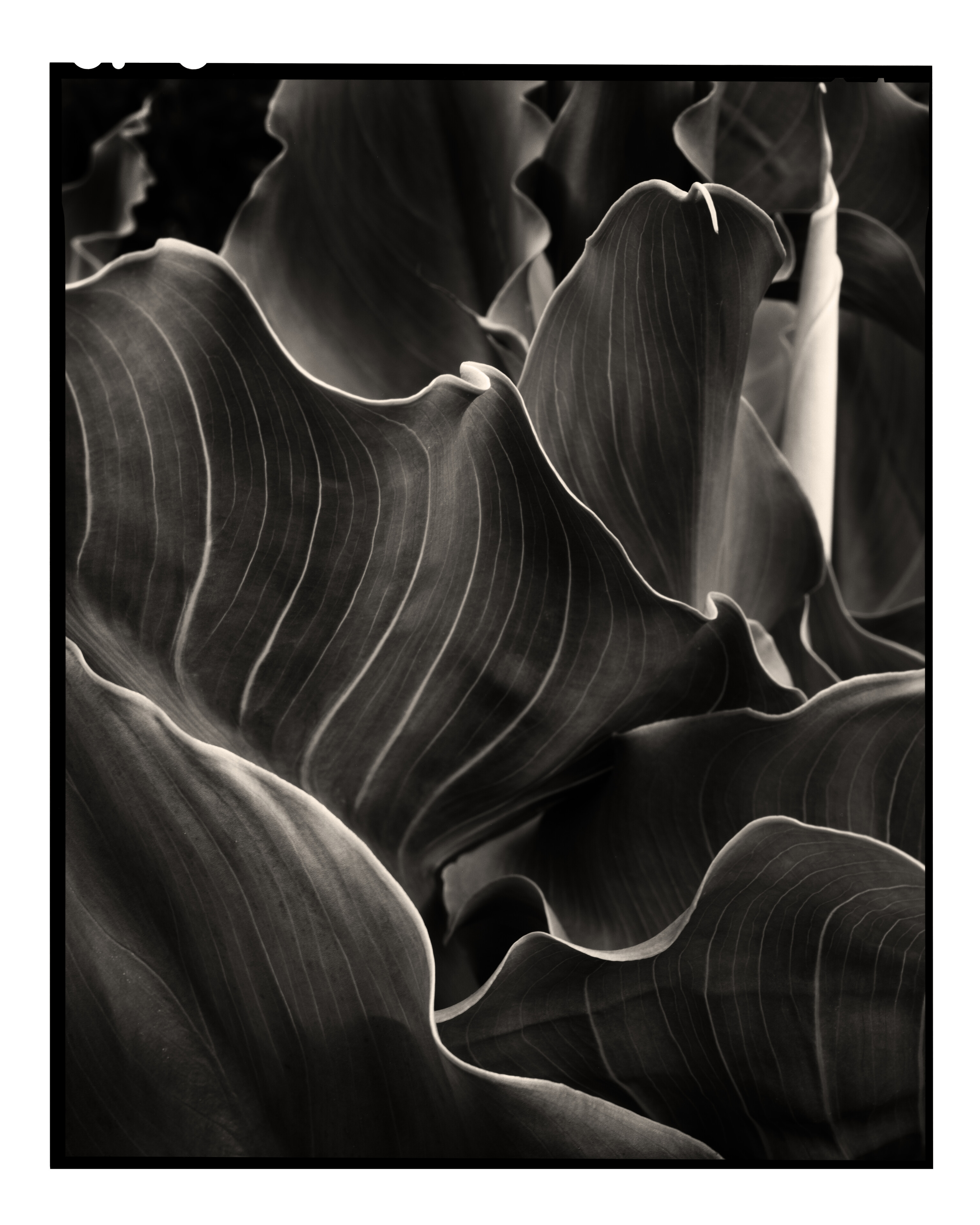 Calla Lily Study III
