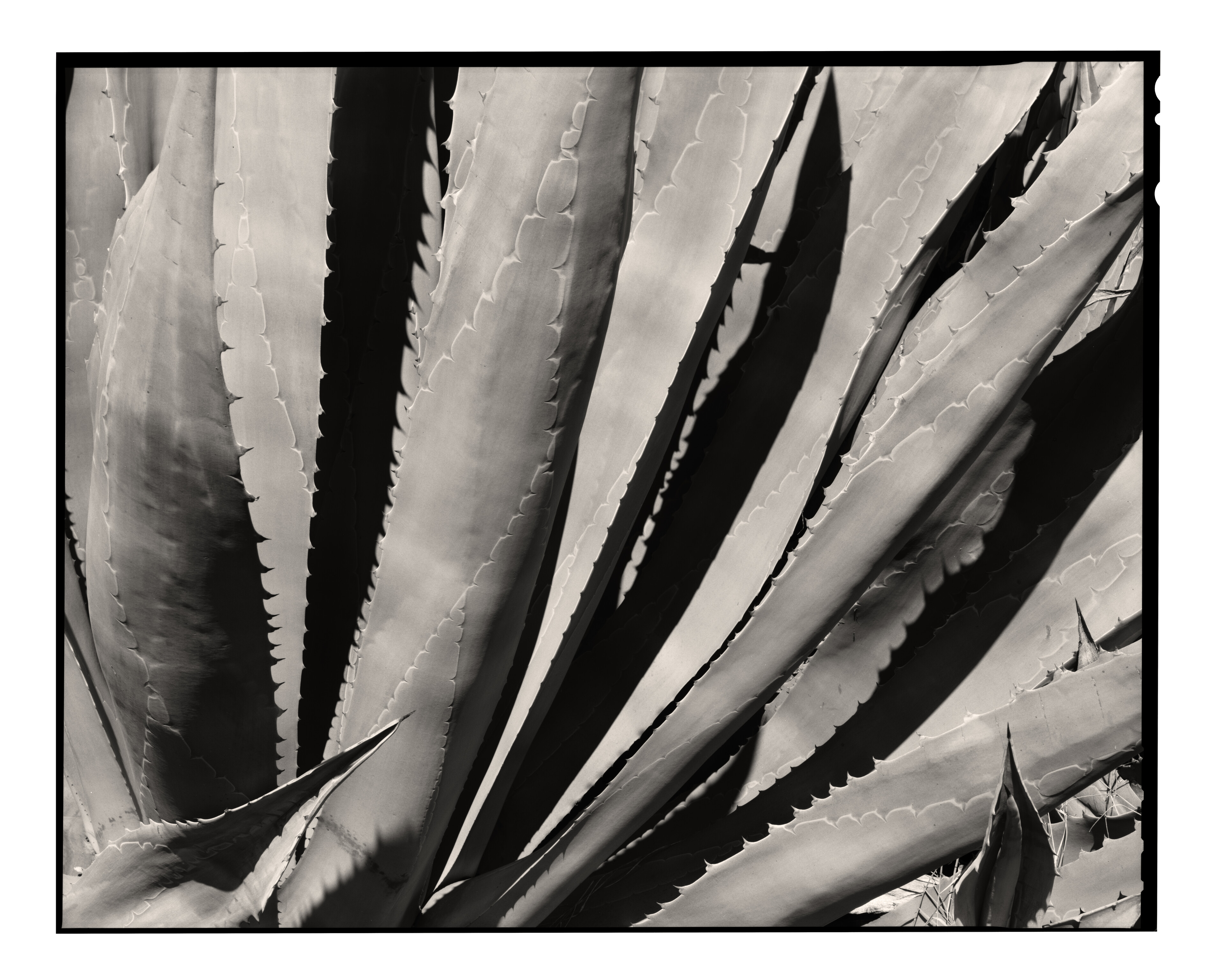 Agave Study I