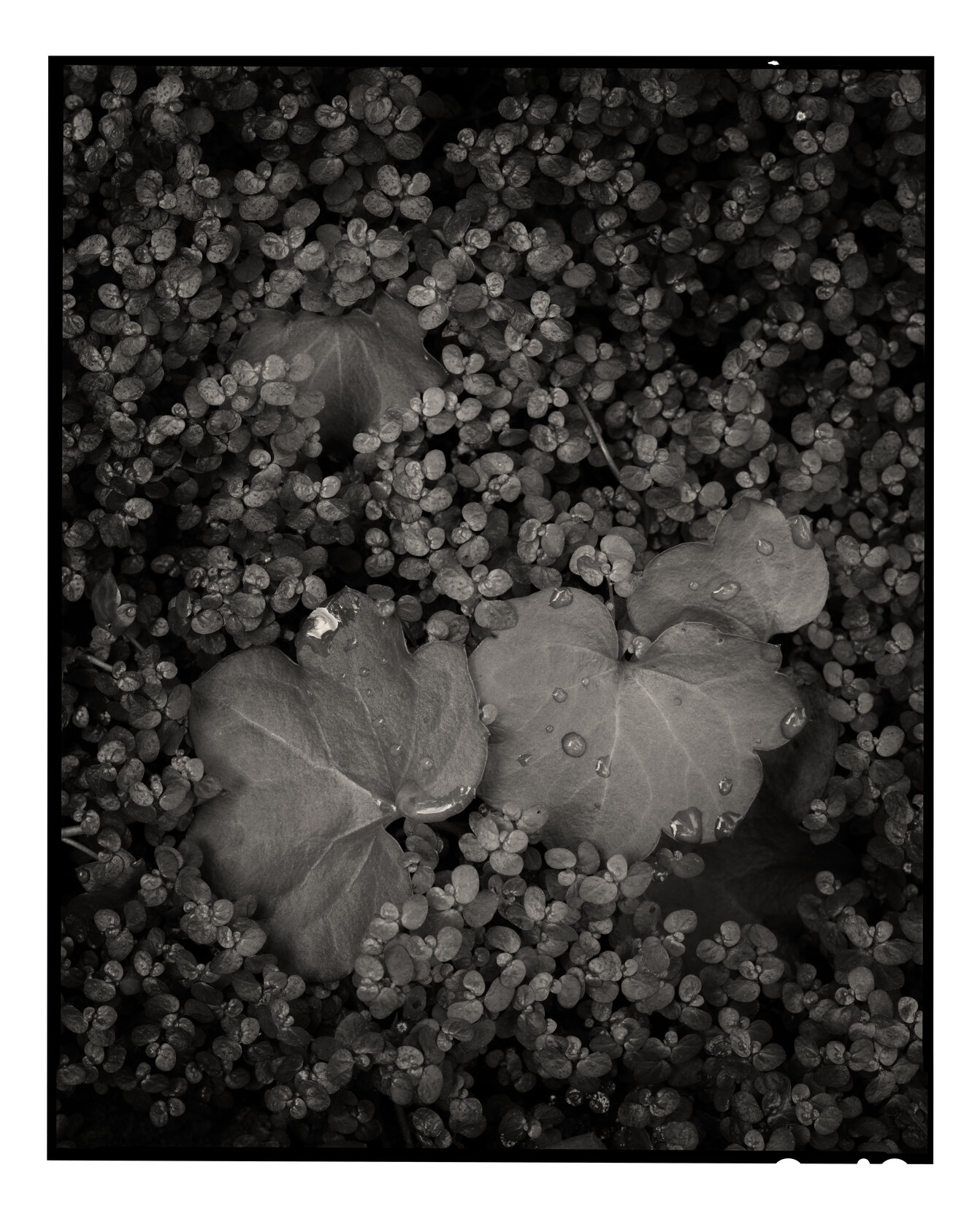 Garden Foliage Study