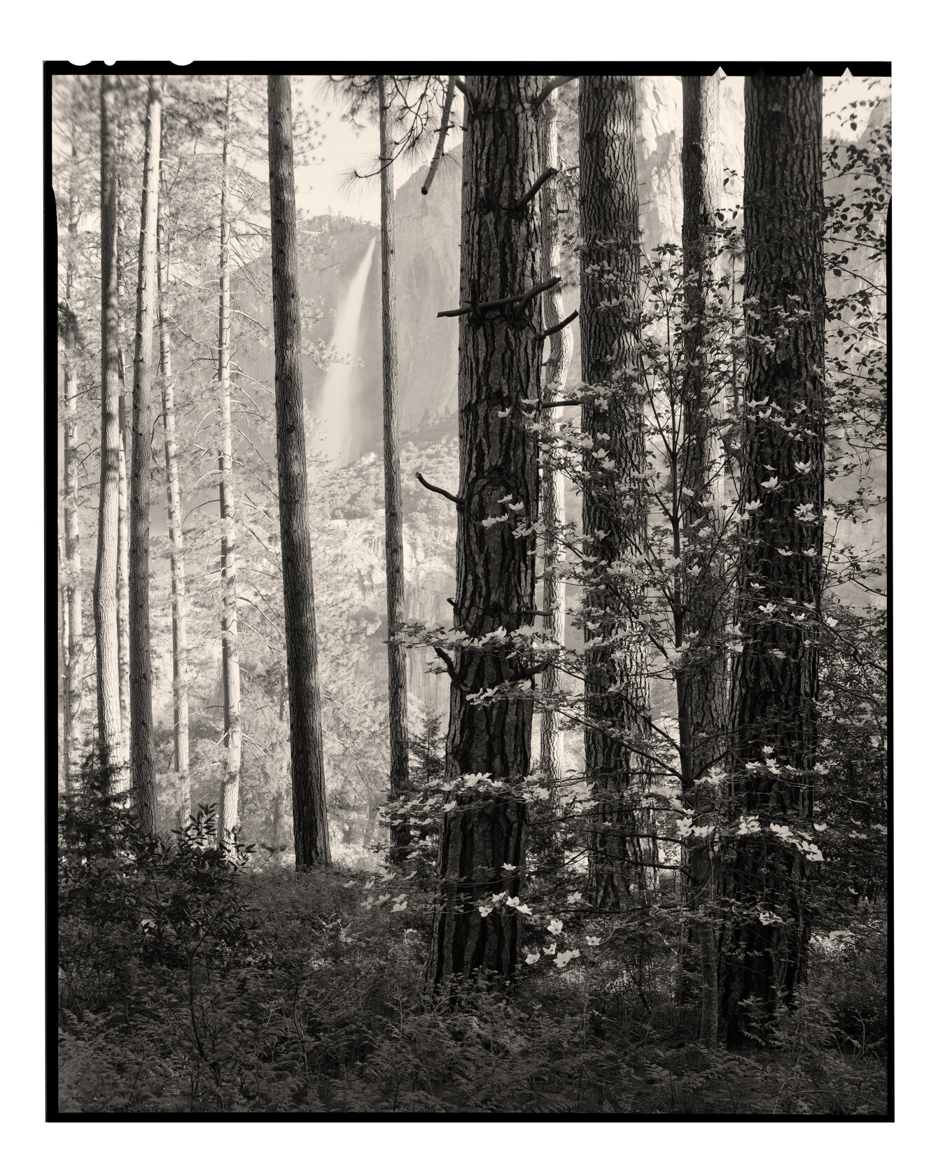 Dogwood and Upper Yosemite Falls