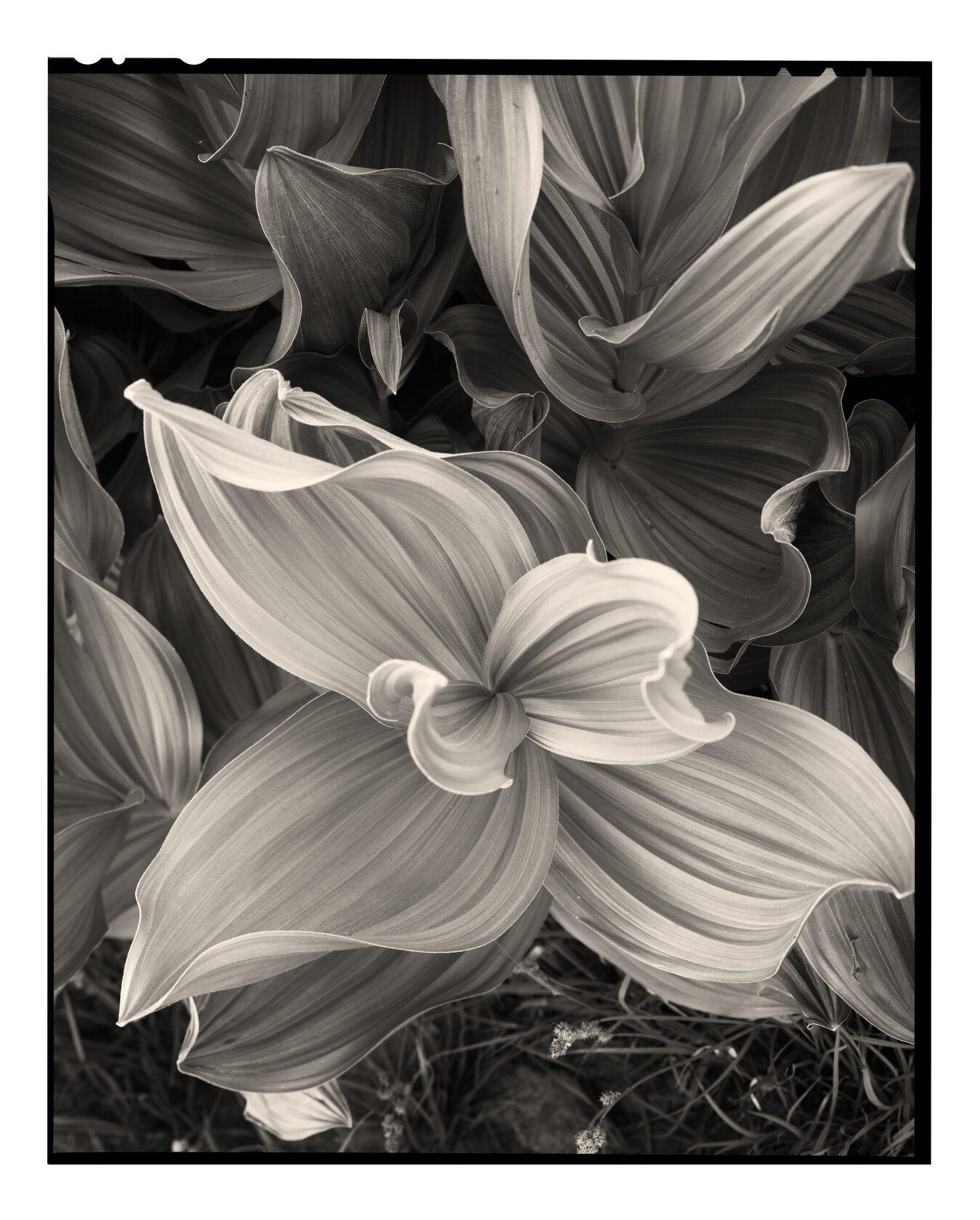 Gaylor Lakes Corn Lilies