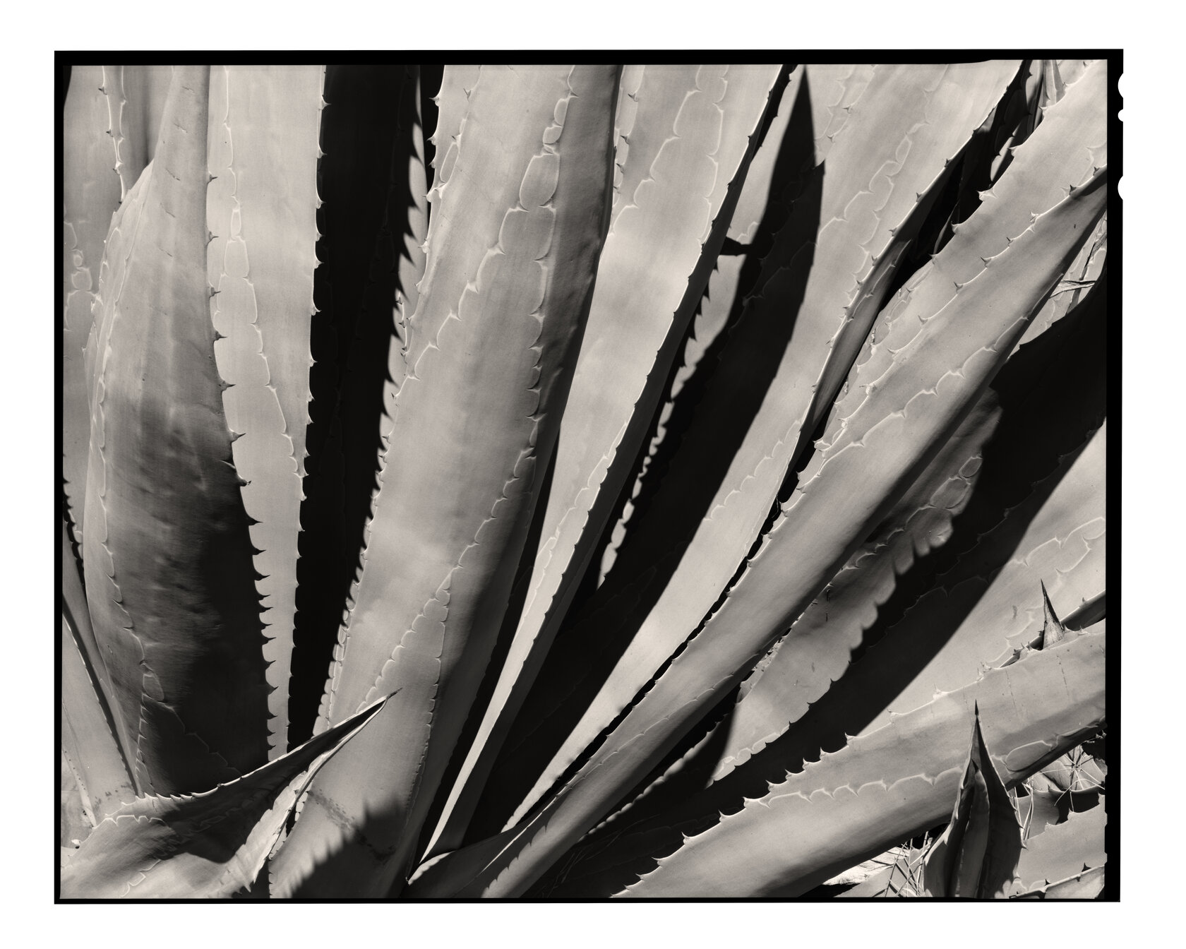 Agave Study I