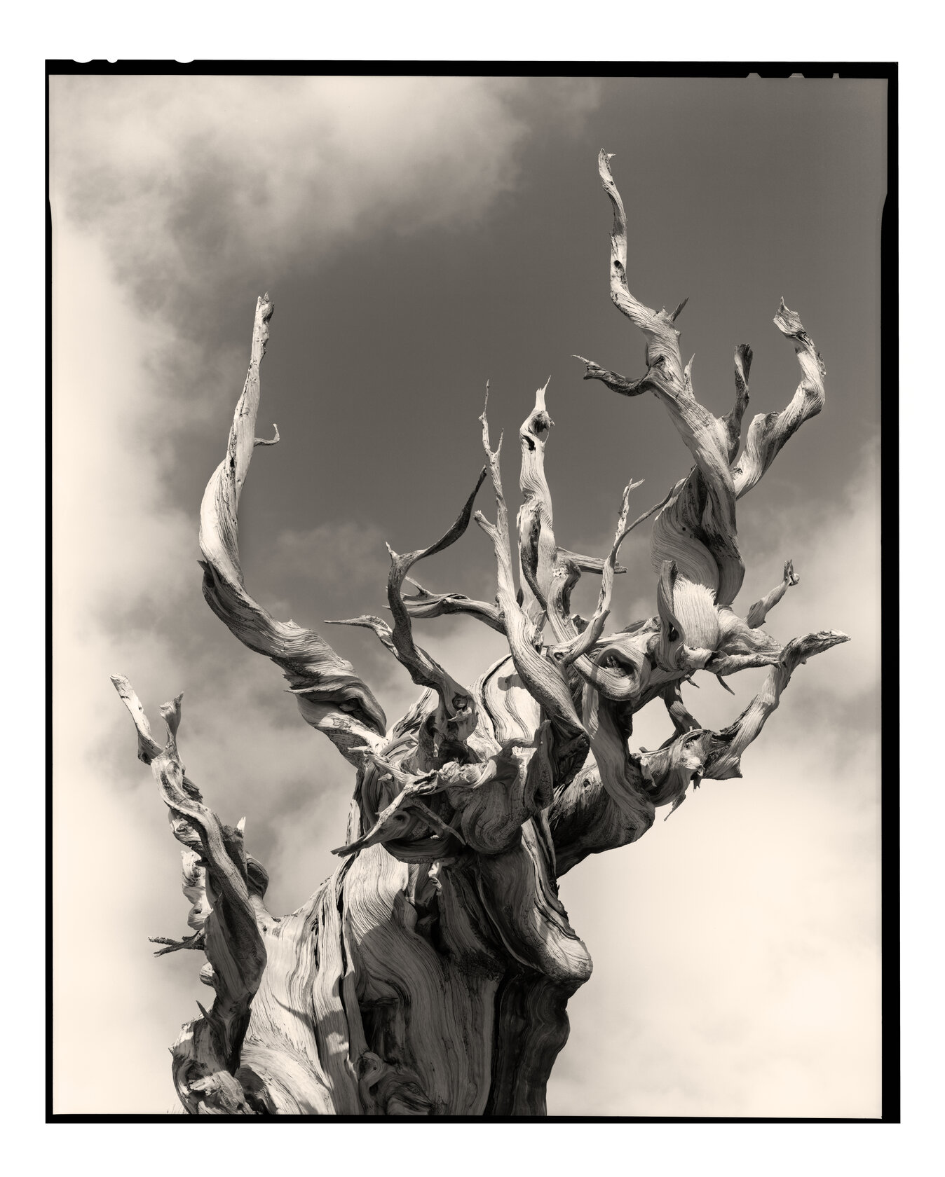 Ancient Bristlecone Pine