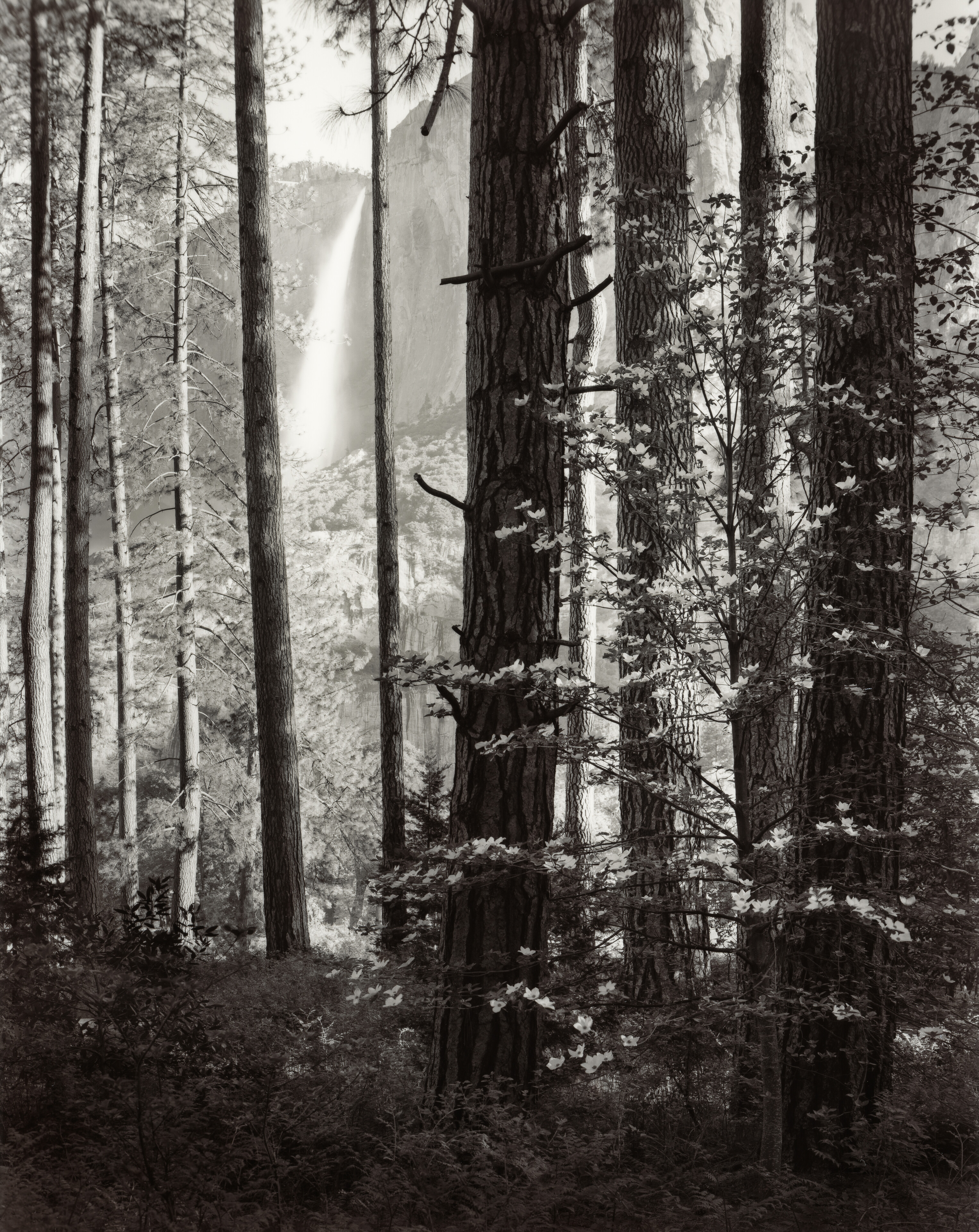 Dogwood and Upper Yosemite Falls