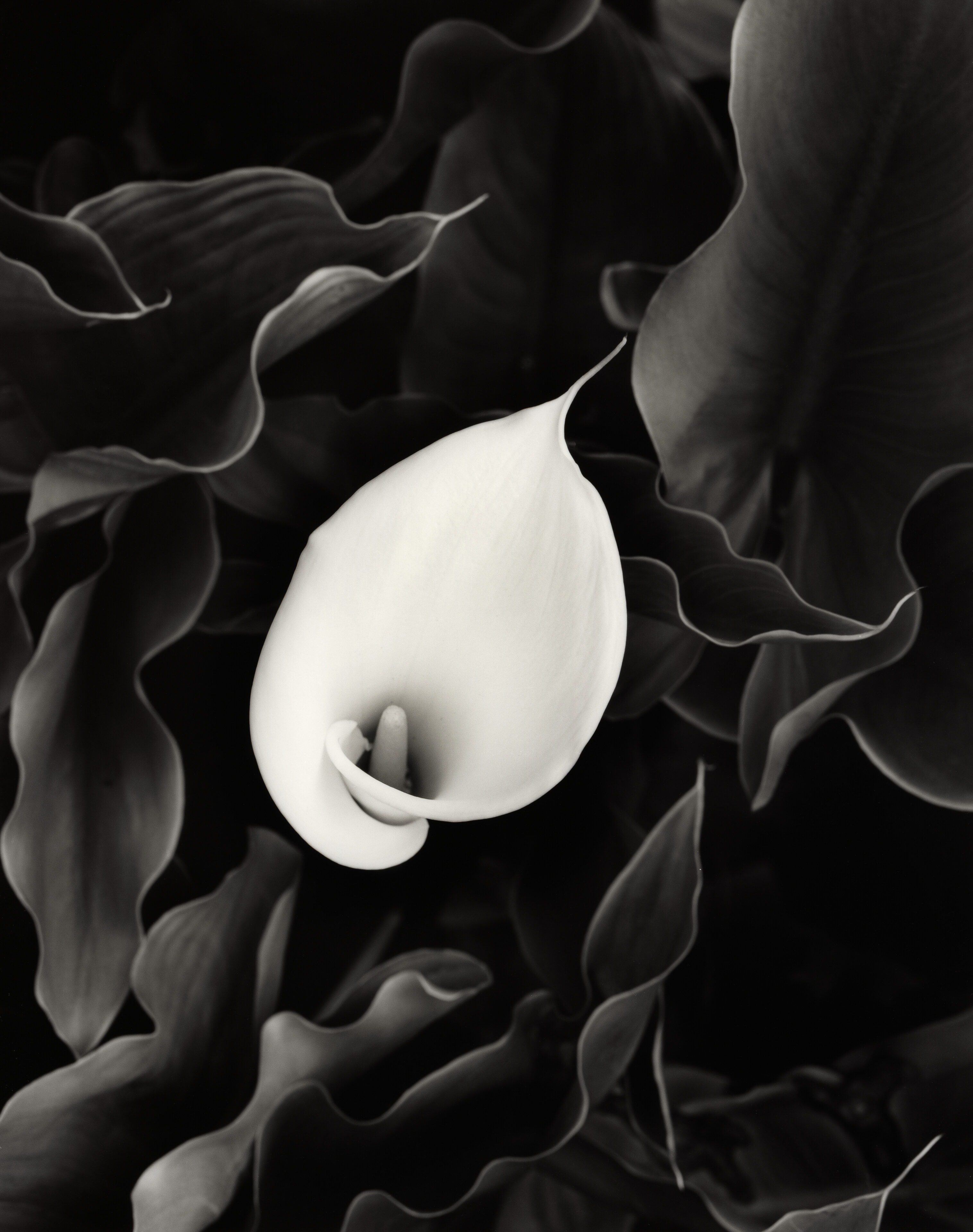 Calla Lily Study I