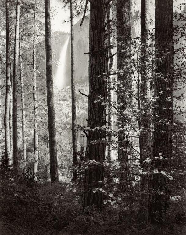 Dogwood and Upper Yosemite Falls