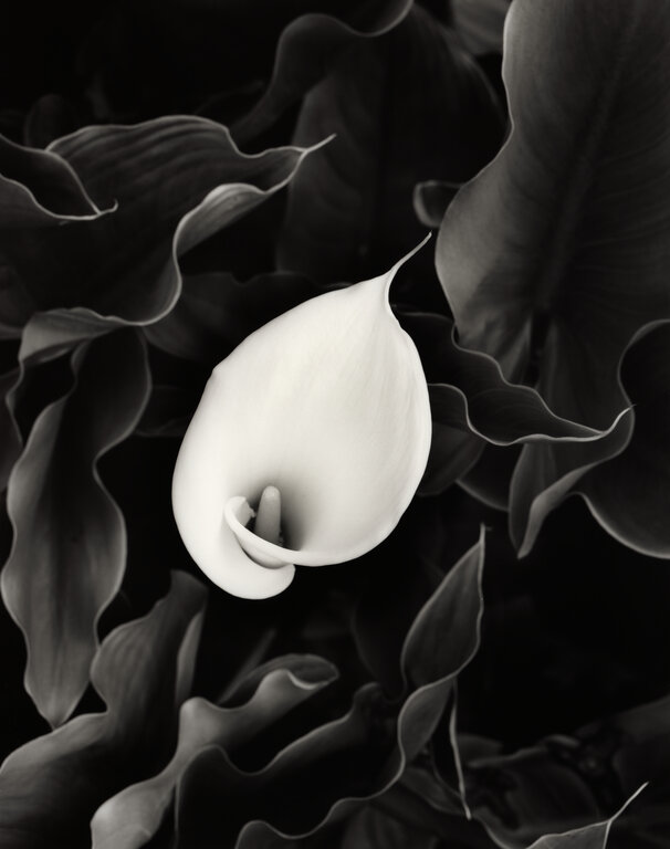 Calla Lily Study I